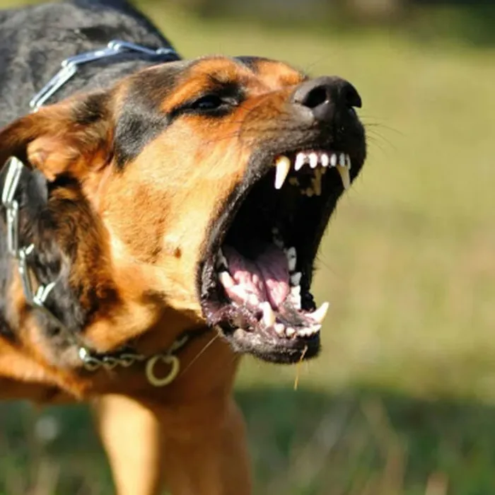 Отлов животных без владельцев на территории Тимашевского района