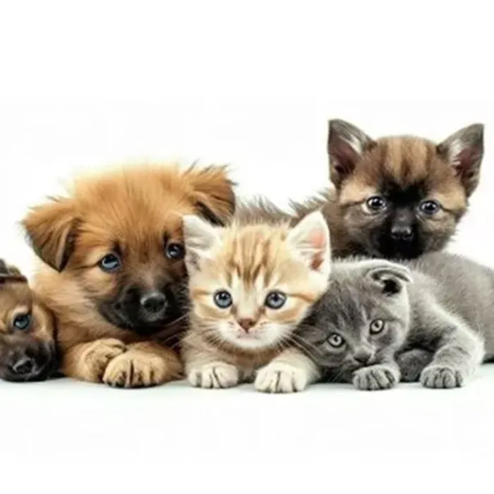 ПАМЯТКА ДЛЯ ВЛАДЕЛЬЦЕВ ДОМАШНИХ ЖИВОТНЫХ