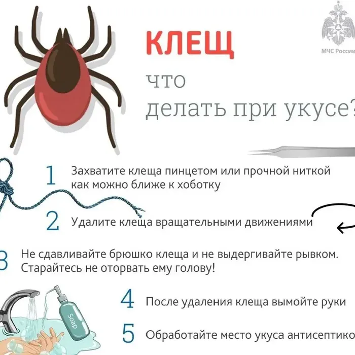 Клещ, что делать при укусе?