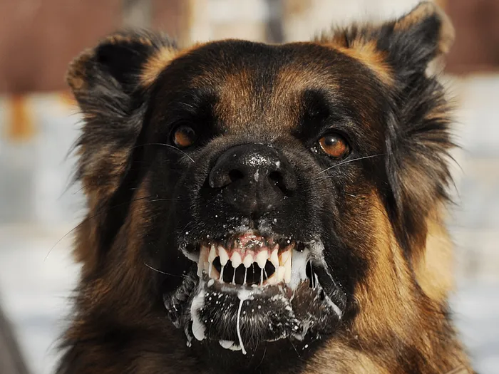 ostorozjno-zlaya-sobaka