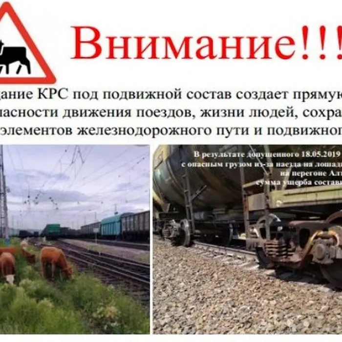 Нахождение скота в полосе отвода железной дороги